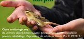 Ilustracja do artykułu: Ptasi raj w krolestwie karpia